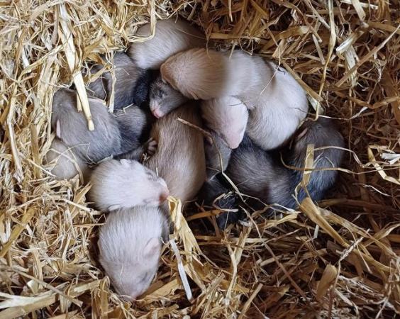 Image 5 of *Ready now,Baby Ferrets For Sale,Hobs and Jill's available*