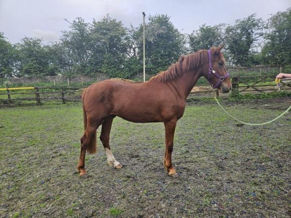 Image 3 of Kevin ID x Welsh D gelding