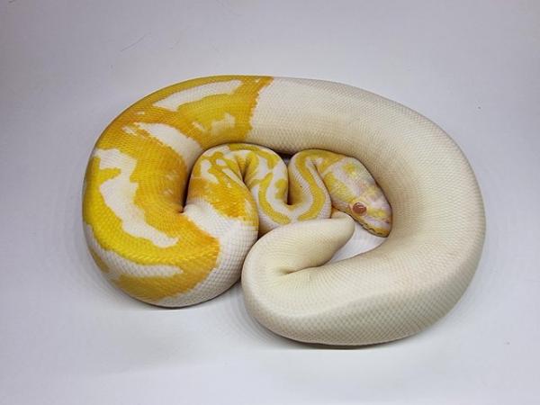 Image 2 of Albino pied royal / ball python female