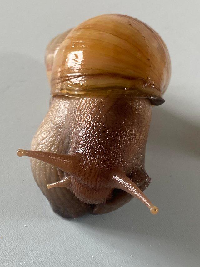 Preview of the first image of Giant African land snails for sale.