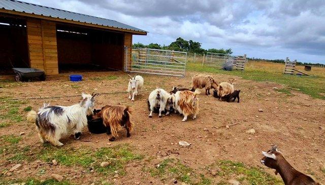 Image 2 of Reserve for 2024- Pygmy goats - nanny and wether kids