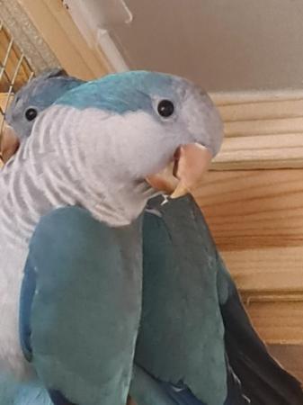 Image 1 of Pair Blue Quaker parrots
