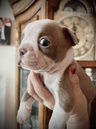 Image 15 of chunky rare colours full pedigree blue eyed Boston terriers