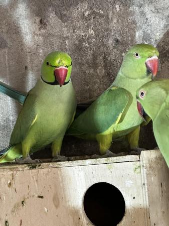 Image 1 of Pair of green ringnecks for sale
