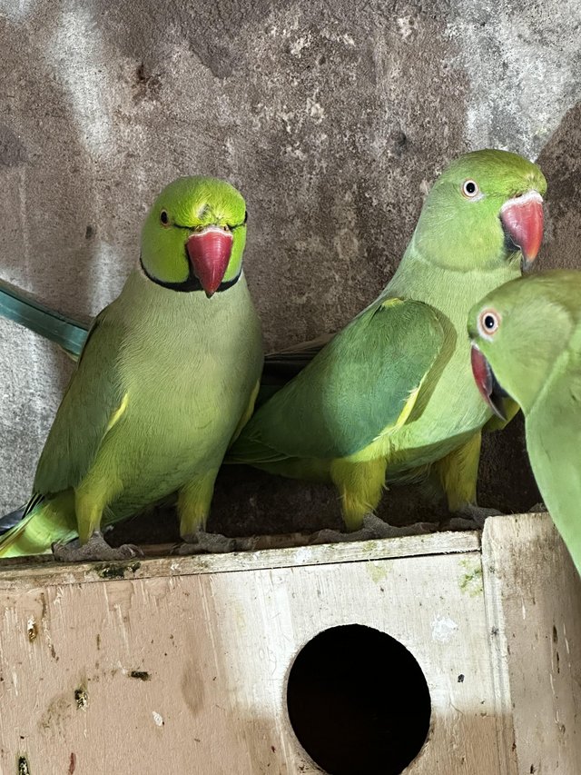 Preview of the first image of Pair of green ringnecks for sale.
