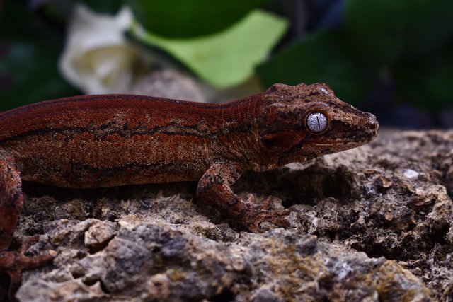 Preview of the first image of Male Sub Adult Gargoyle Gecko.