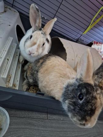 Image 5 of Female and male (neutered) rabbits 4 years old