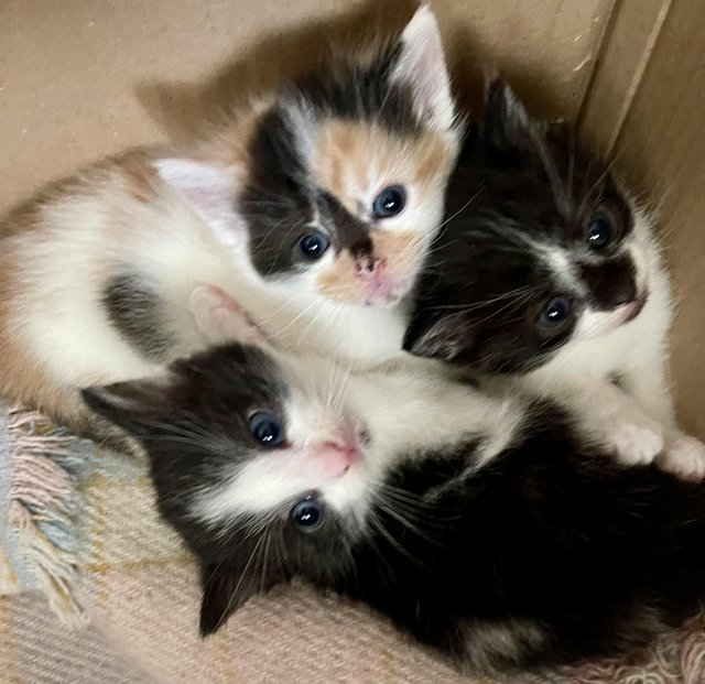 Preview of the first image of Just Born Trio Ginger Black White Long Furred Kittens.