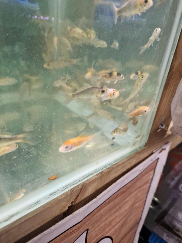 Preview of the first image of Japense koi fry 2to3 inch stunning healthy fish.