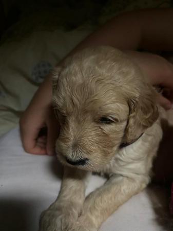 Image 20 of F1B Goldendoodle Puppies *Viewings Now*