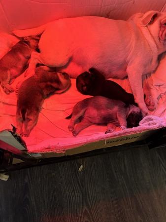 Image 7 of Beautiful pug babies now ready for their new families