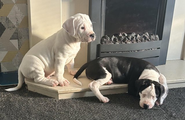 Image 1 of 5 month old American bulldog x staffy