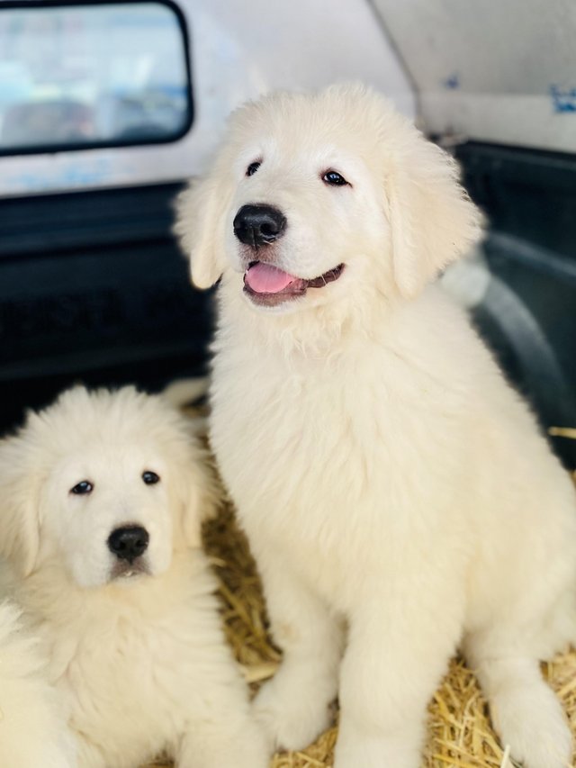 Preview of the first image of Stunning Italian Maremma sheepdog puppy 1 left.