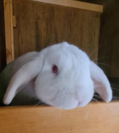 Image 1 of 2 year old red eyed white mini lop buck