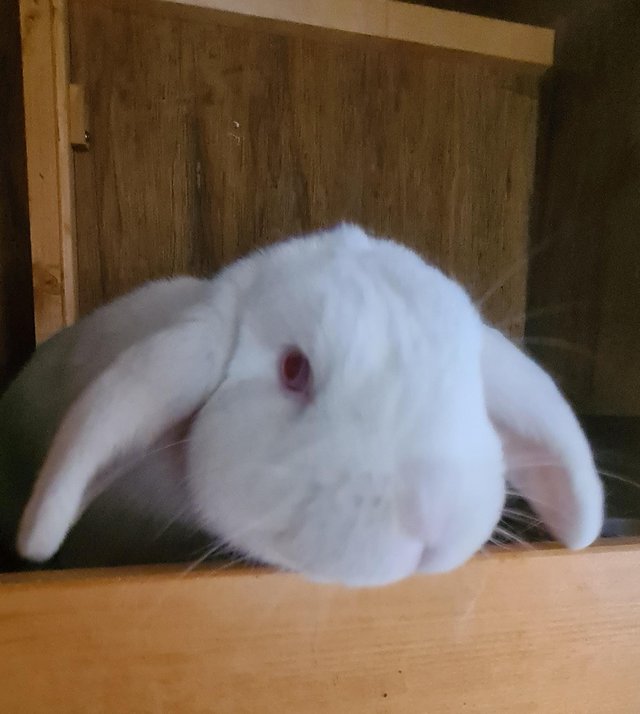 Preview of the first image of 2 year old red eyed white mini lop buck.