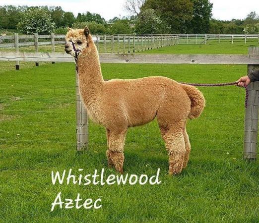 Image 4 of STUNNING BAS FAWN ALPACA MALE- READY TO MEET THE GIRLS