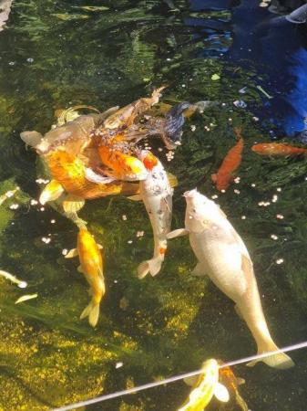 Image 3 of QUICK SALE -Full set of pond fish with several large koi