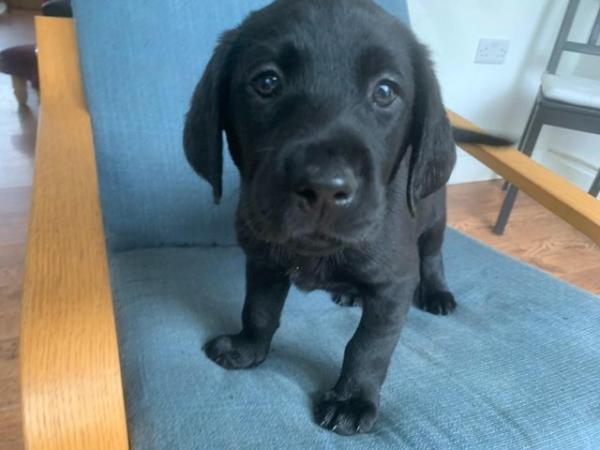Image 8 of Quality KC Registered Health Tested Parents Labrador Puppies