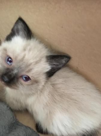 Image 2 of Beautiful Wobbly Ragdoll Kittens (CH) Ready Now