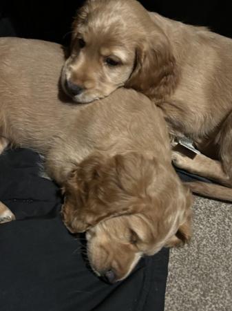 Image 4 of F2B COCKAPOO PUPS FOR SALE
