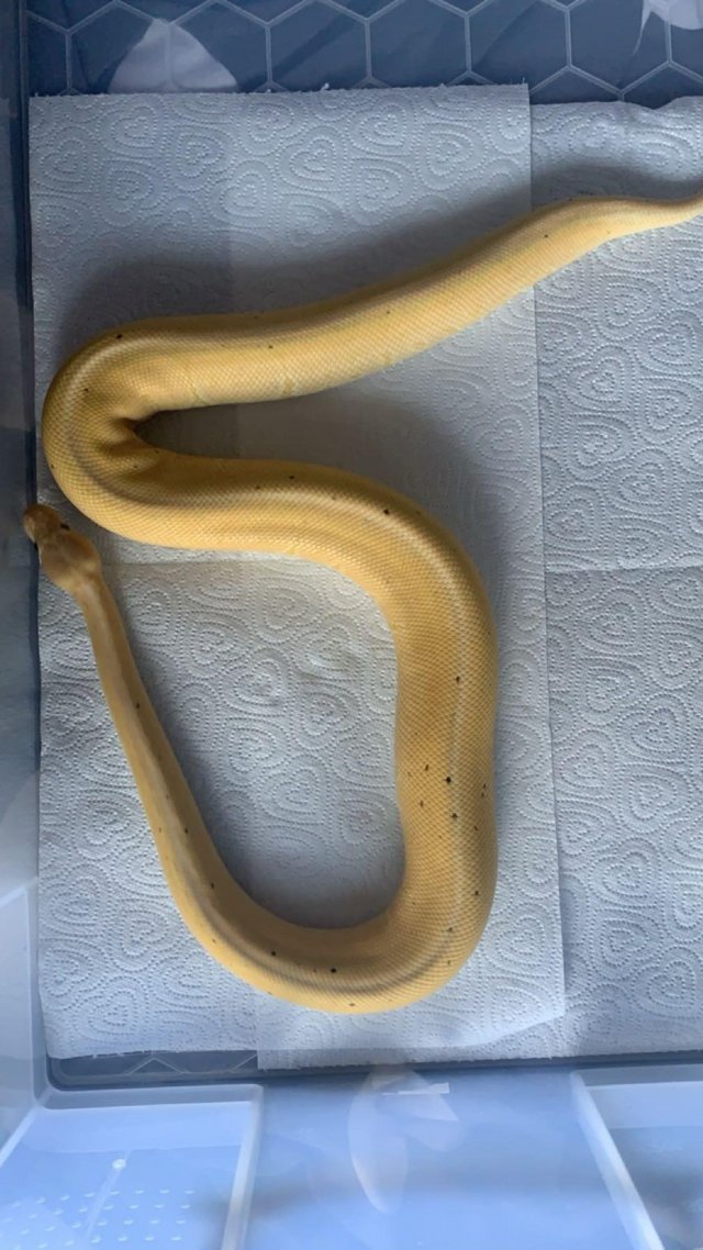 Preview of the first image of Ball pythons for sale in sittingbourne.