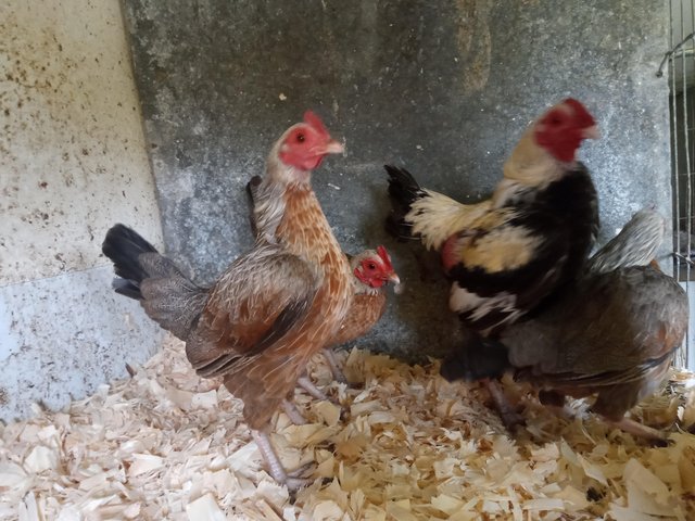 Preview of the first image of Quartet of silver duckwing oeg bantams.