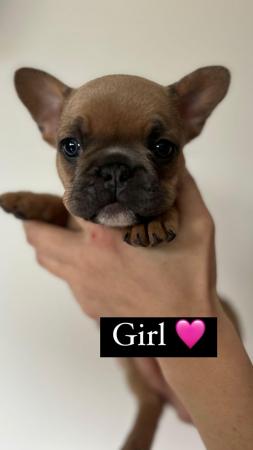 Image 4 of French Bulldog Puppies ready for their forever homes NOW ??
