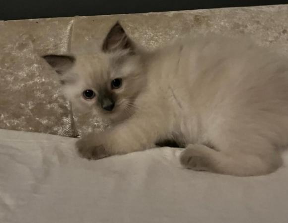 Image 15 of Stunning ragdoll kittens looking for the best homes