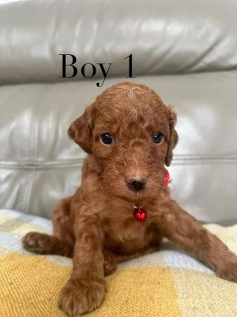 Image 9 of READY NOW!!!! Beautiful F1b Red Irish Doodle Puppies