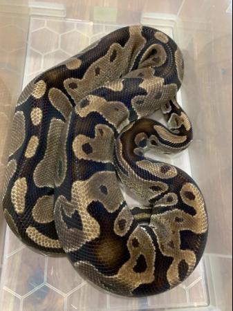 Image 1 of Adult Female Het Desert Ghost Royal Python