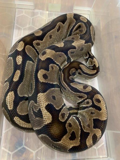 Preview of the first image of Adult Female Het Desert Ghost Royal Python.