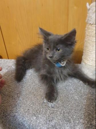 Image 3 of Kittens Russsian blue Long hair Gray kitten boy playful