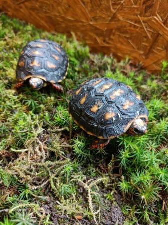 Image 8 of Baby Redfoot Tortoises ALL NOW SOLD!!!