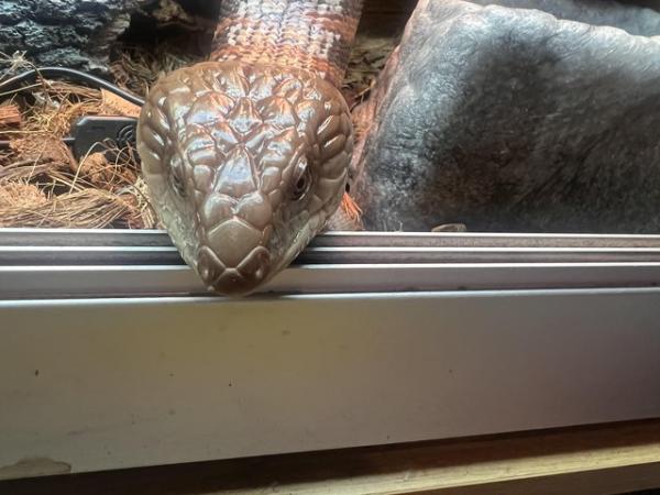 Image 2 of 1 year old northern blue-tongue skink