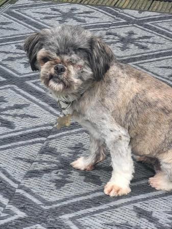 Image 9 of PIXIE IS A VERY SWEET STEADY 5YR OLD SHIH TZU GIRL