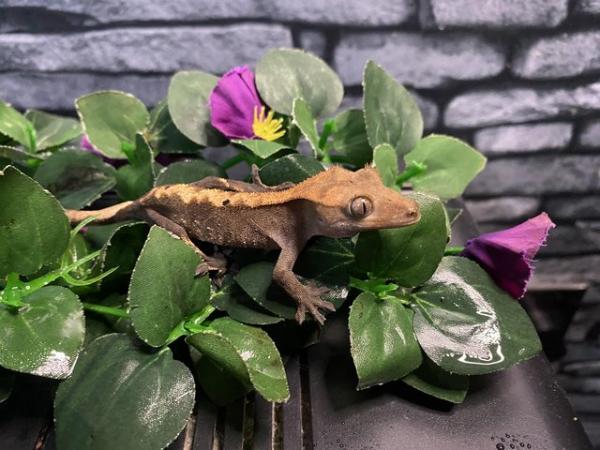 Image 5 of 2 Baby Crested geckos for sale