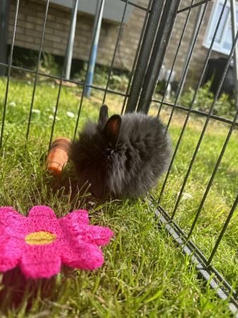 Image 5 of Pure Breed Lionhead Baby Rabbits