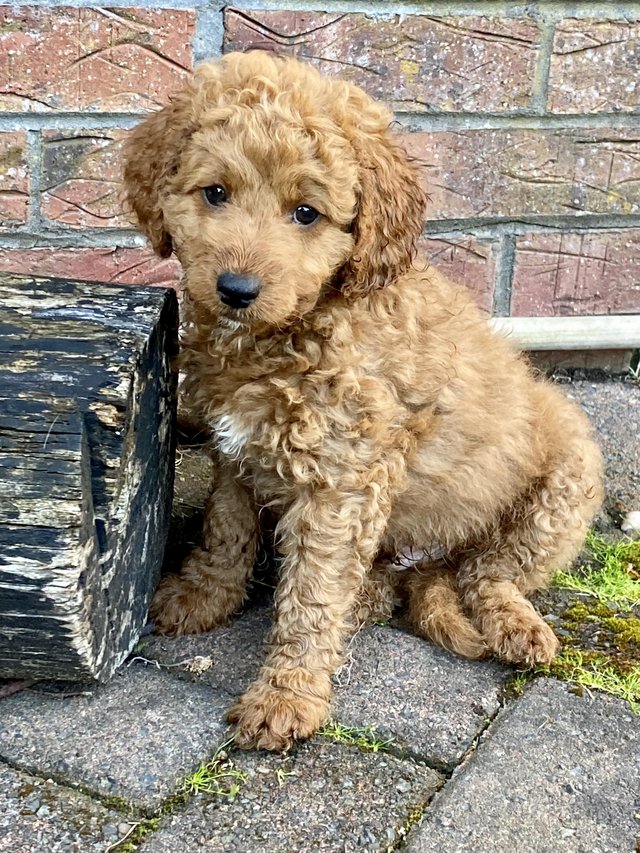 Preview of the first image of 2 beautiful F1b Cockapoo boy puppies.