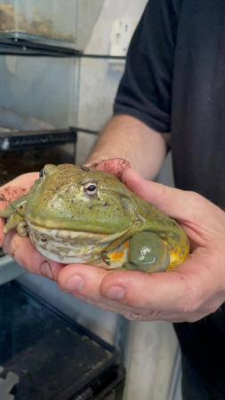 Image 1 of Giant African Bull Frog