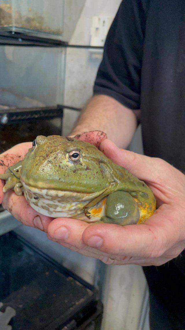 Preview of the first image of Giant African Bull Frog juvenile SALE.