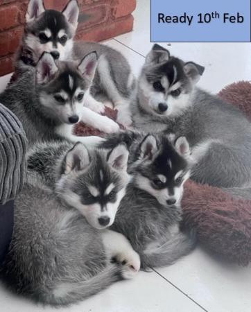 Image 4 of ONLY 2 LEFT x F2 Pomsky Puppys (Small Husky)