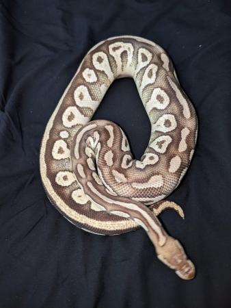 Image 2 of Flokie and ghost royal/ball pythons