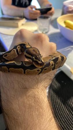 Image 2 of Royal Python / Ball Python 6 months old unsexed