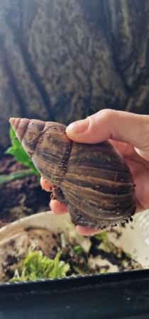Image 3 of 5 GIANT AFRICAN LAND SNAILS