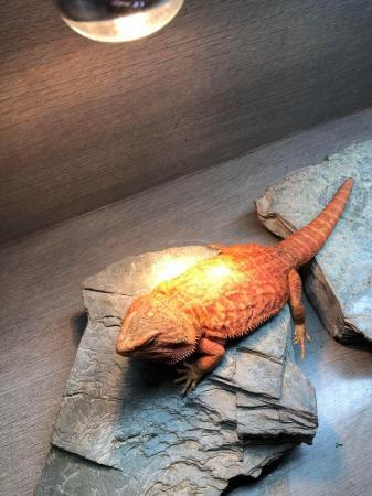 Image 2 of High Red Translucent G Stripe Hypo Female Bearded Dragon