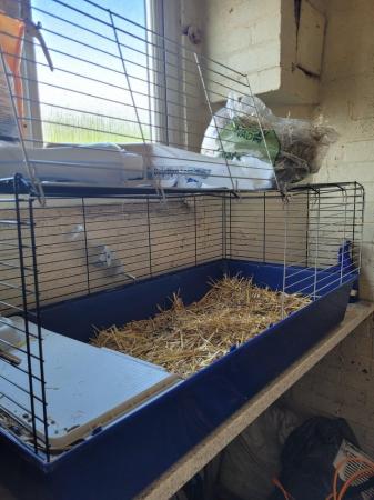 Image 6 of Full guinea pig set up including female pig outdoor cage and