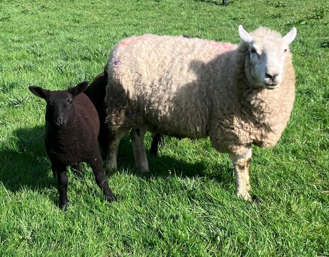 Preview of the first image of Strong breeding ewes with Dutch Spotted ewe lambs at foot.