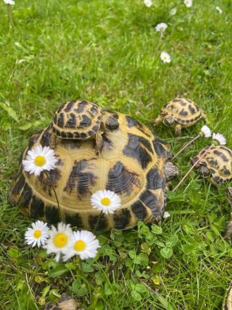 Image 3 of Baby Horsefield tortoises wow stunning