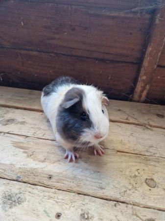 Image 7 of Young Boar Guinea Pigs For Sale