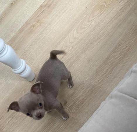 Image 12 of Chihuahua puppy ready now